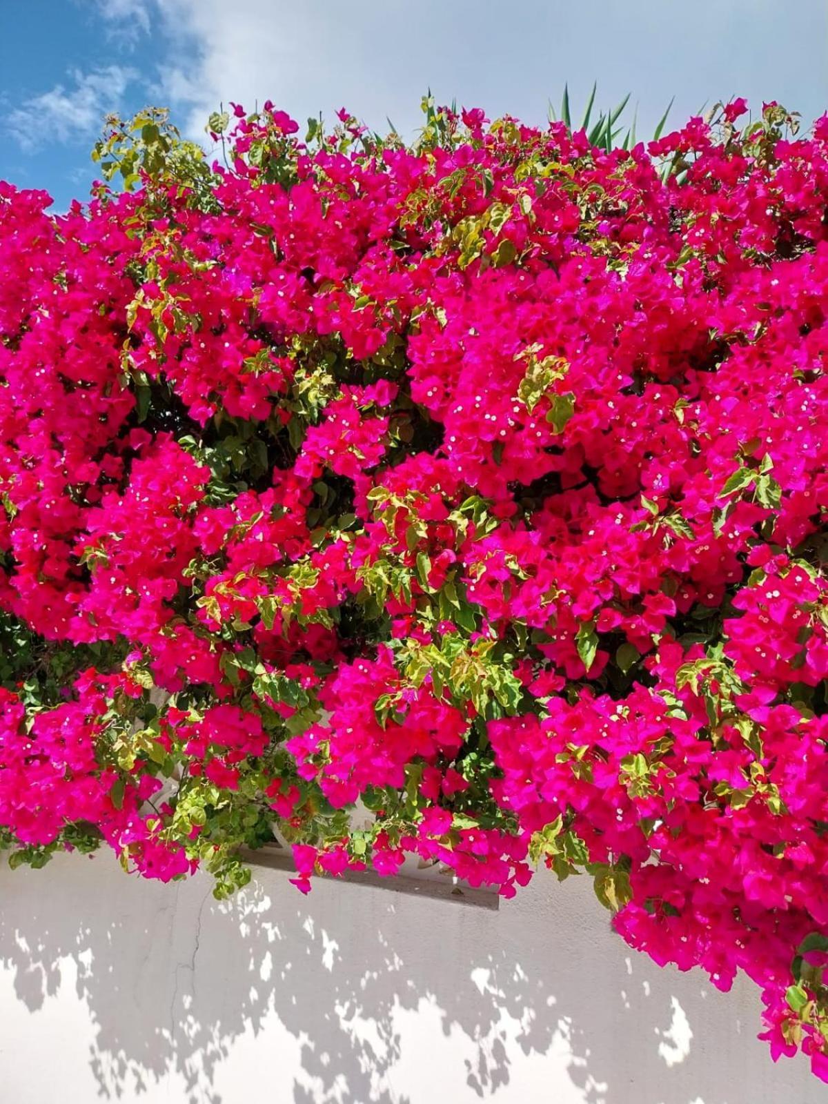 Villa El Salam Campo Mijas Fuengirola Exteriör bild